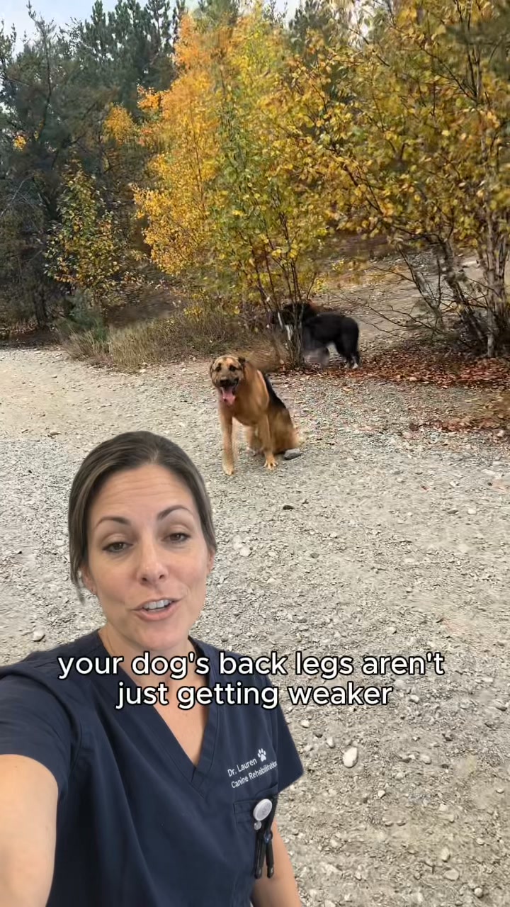 3 signs your dog's mobility is getting worse