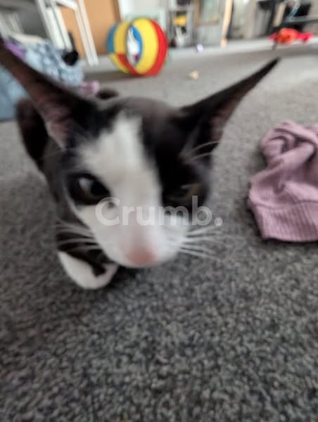 Missing Cat: Zeus