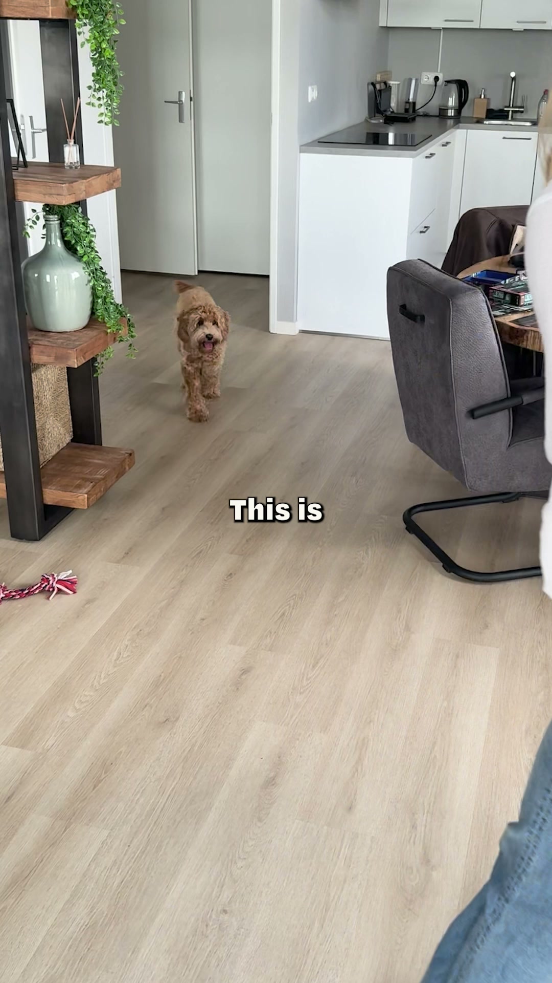 Done with ultra-processed food? So is your dog.