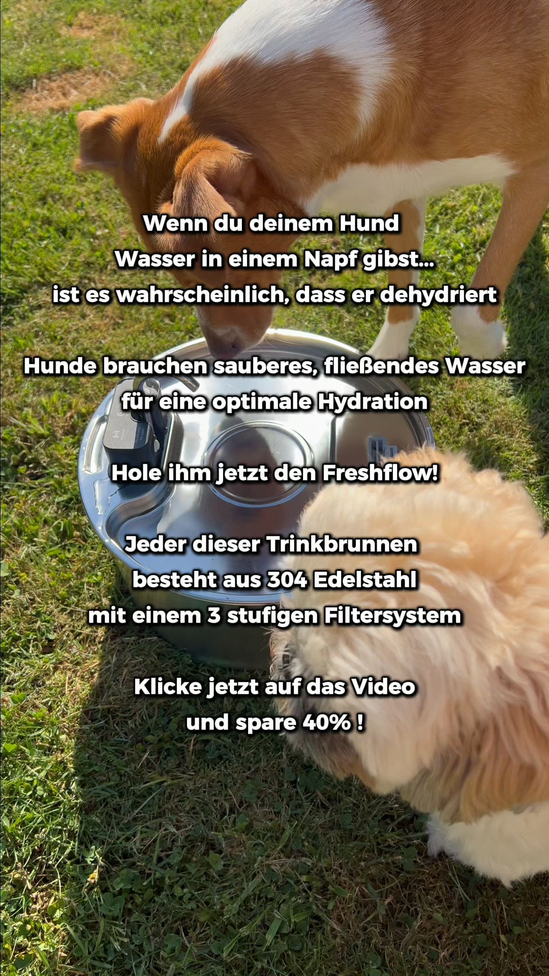 Verdient dein Hund nicht das Beste?