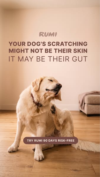 If your dog does this after eating, it's not the food