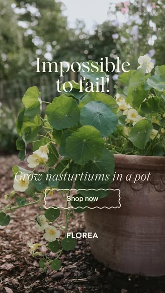 Nasturtiums!