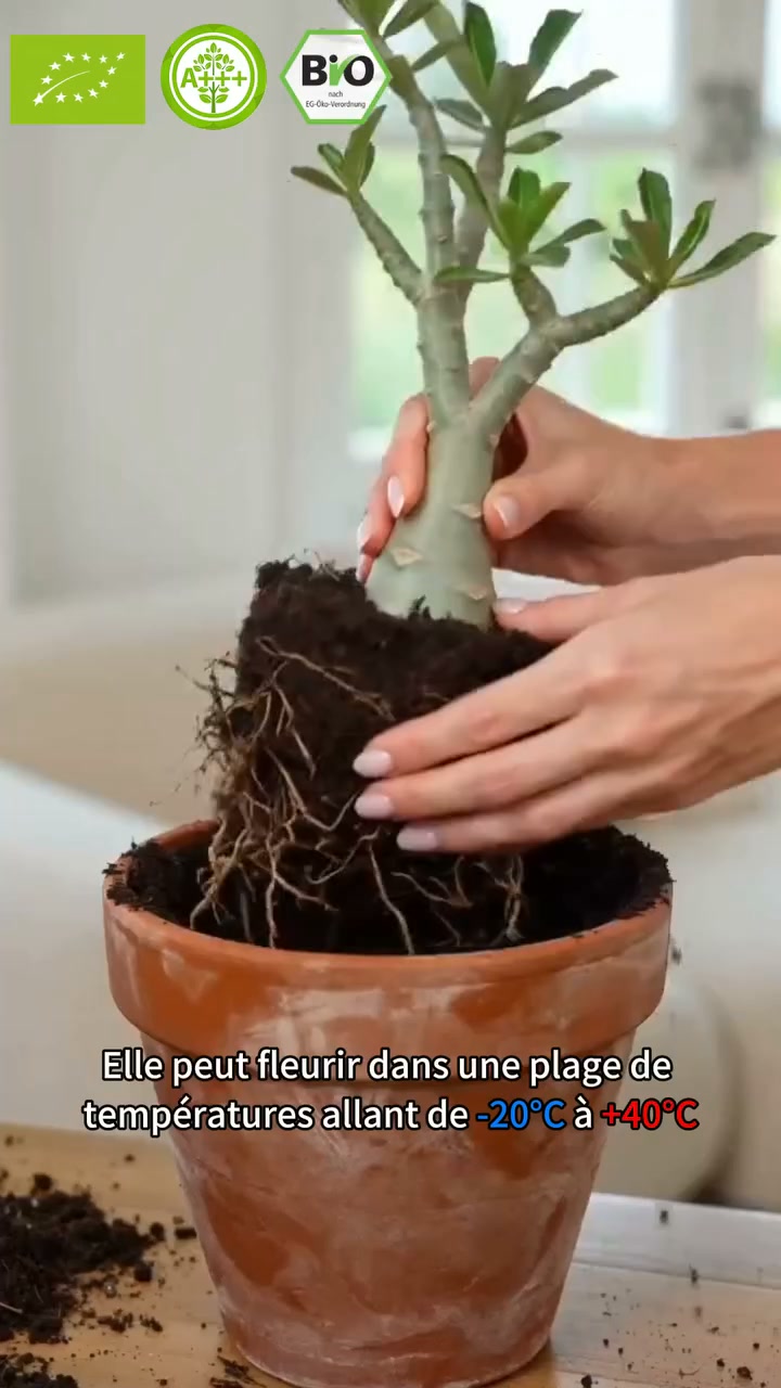 Anúncio de Eiapgikud house