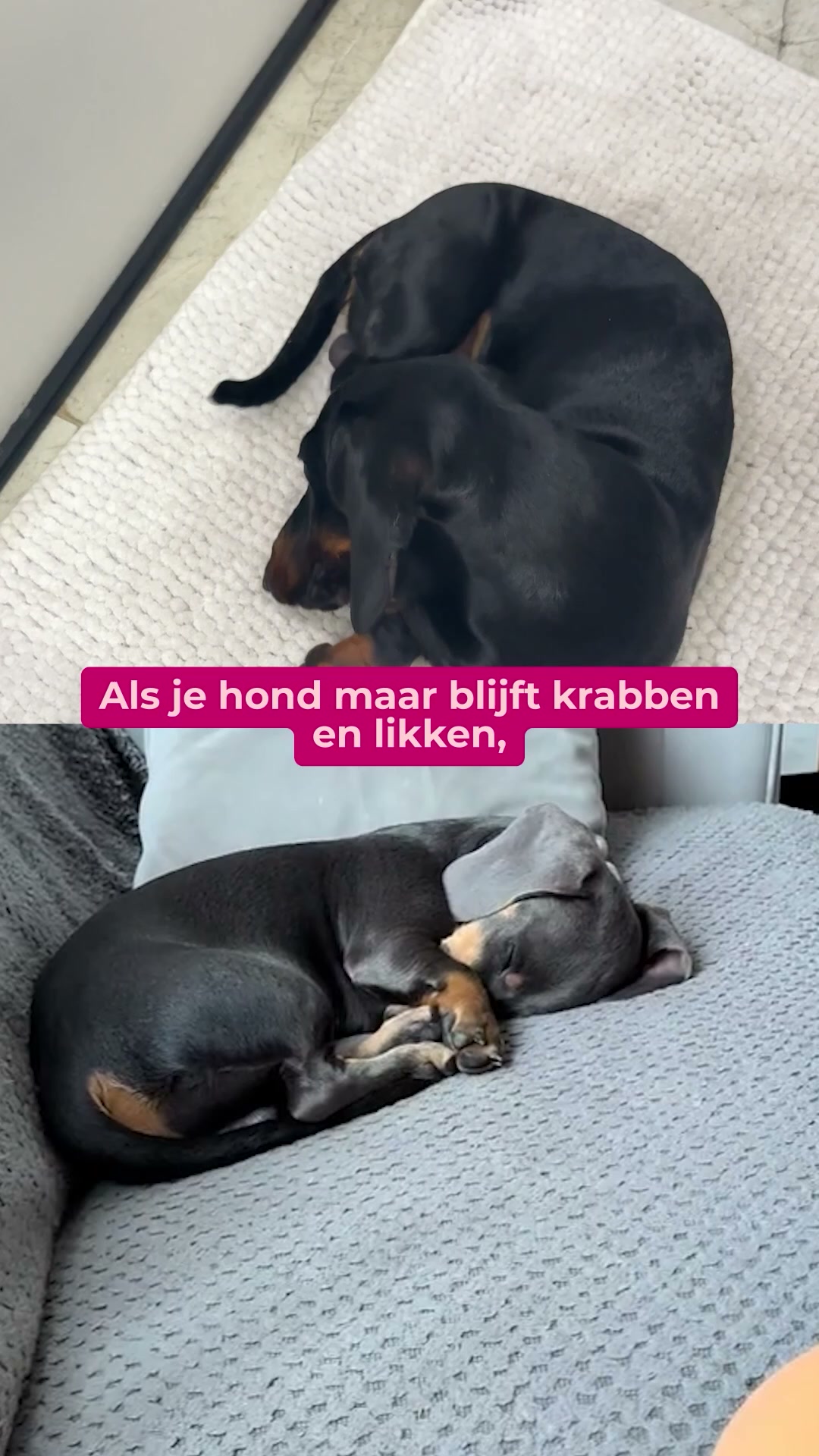 Als jouw hond constant krabt, kijk dit