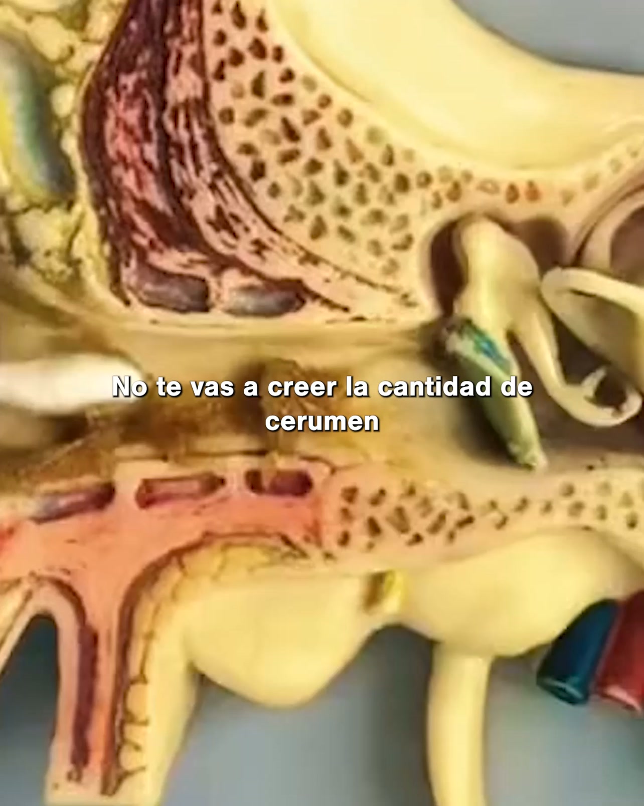Contrareembolso Disponible