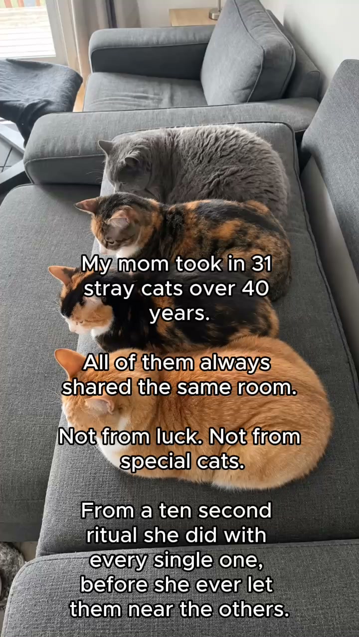 Read This Before You Separate Your Cats For Good