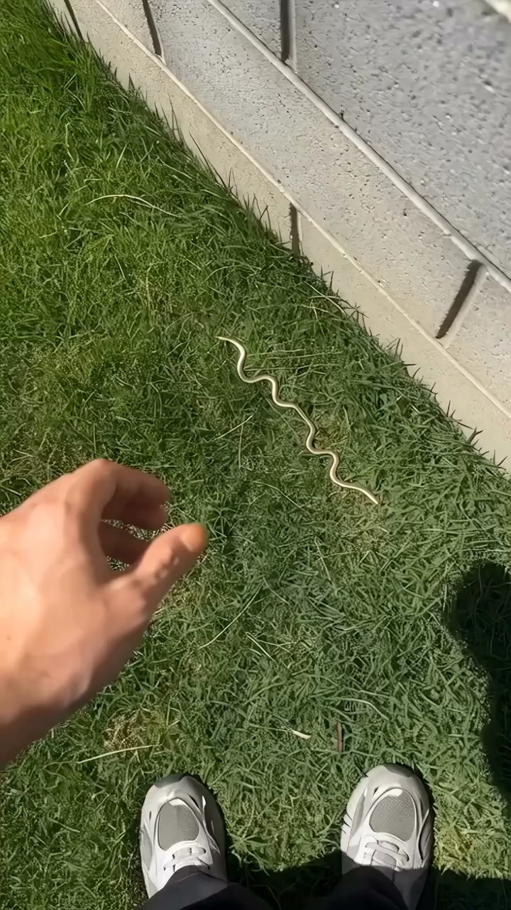 Wait… Is That a Real Snake?