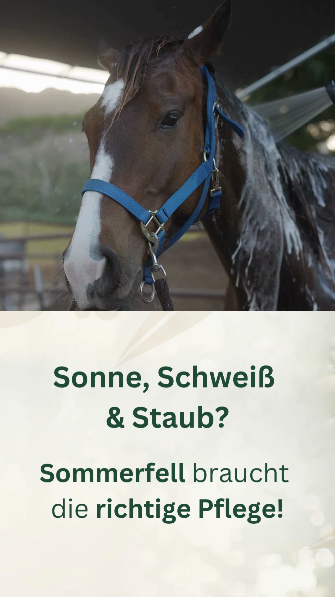 Die ganzheitliche Sommerfell-Routine für dein Pferd