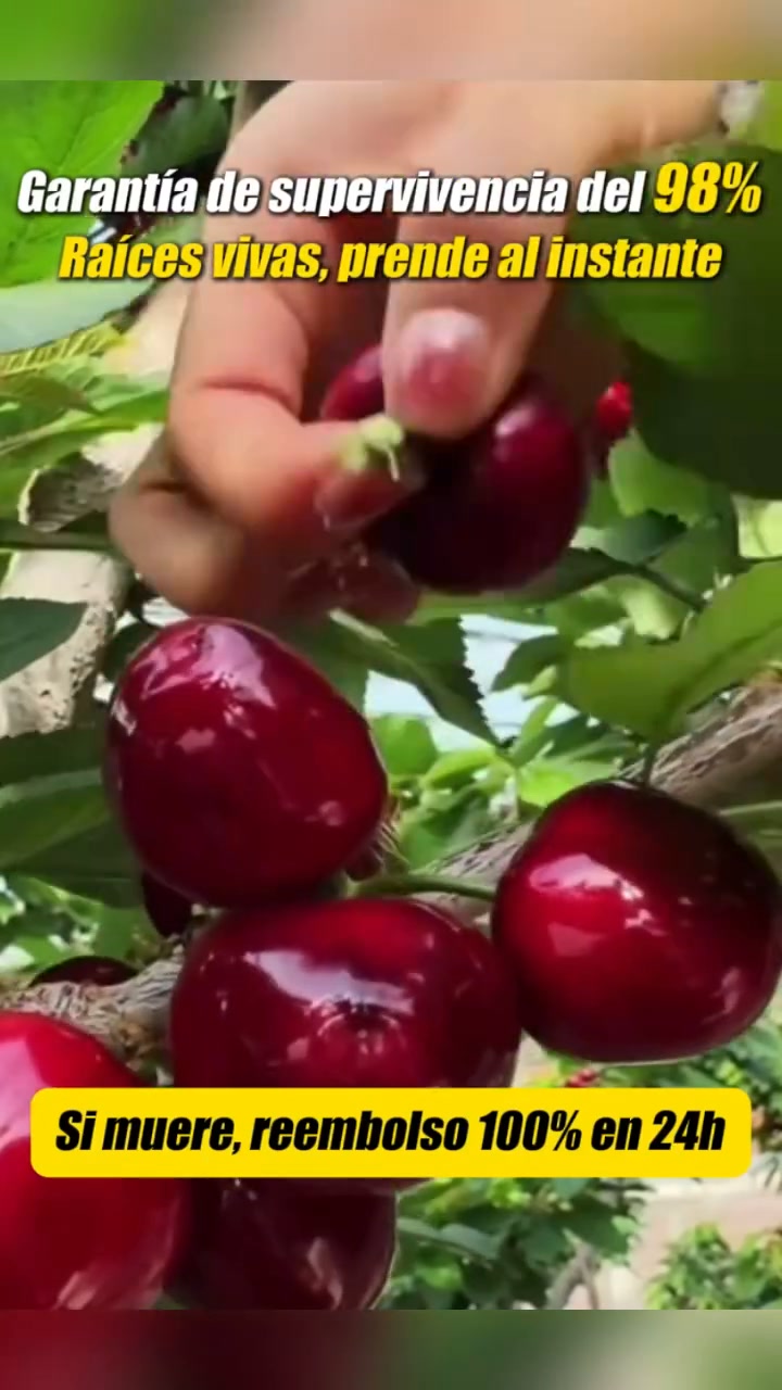 ¿Sabías que las cerezas son el mejor aliado para tu piel, tu corazón y tu sueño?