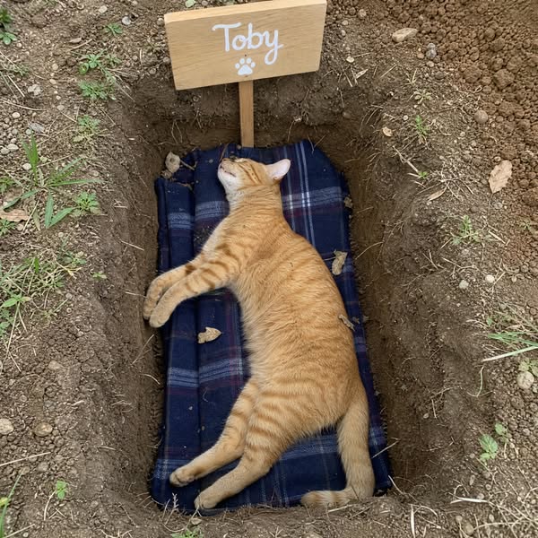 This is what helped my cat's urinary issues