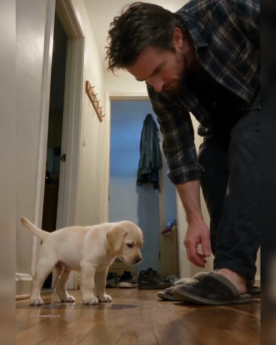 Anúncio de 101 Paws: Dog & Puppy Training