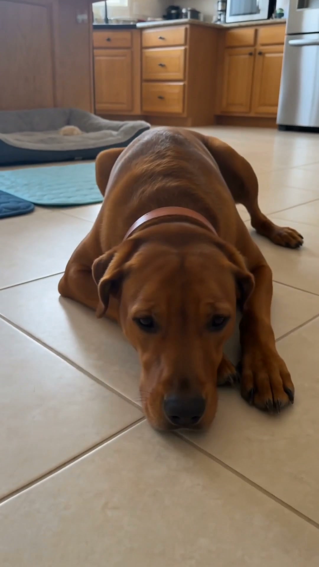Cool Comfort Wherever Your Dog Goes