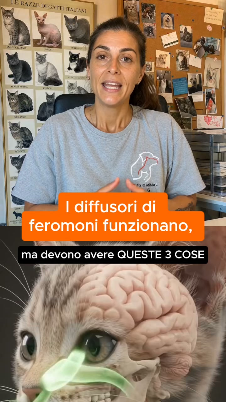 Aiuta il tuo gatto a vivere senza stress con Argopet.