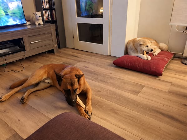 EINDELIJK ruikt mijn huis weer fris, ondanks mijn twee honden!