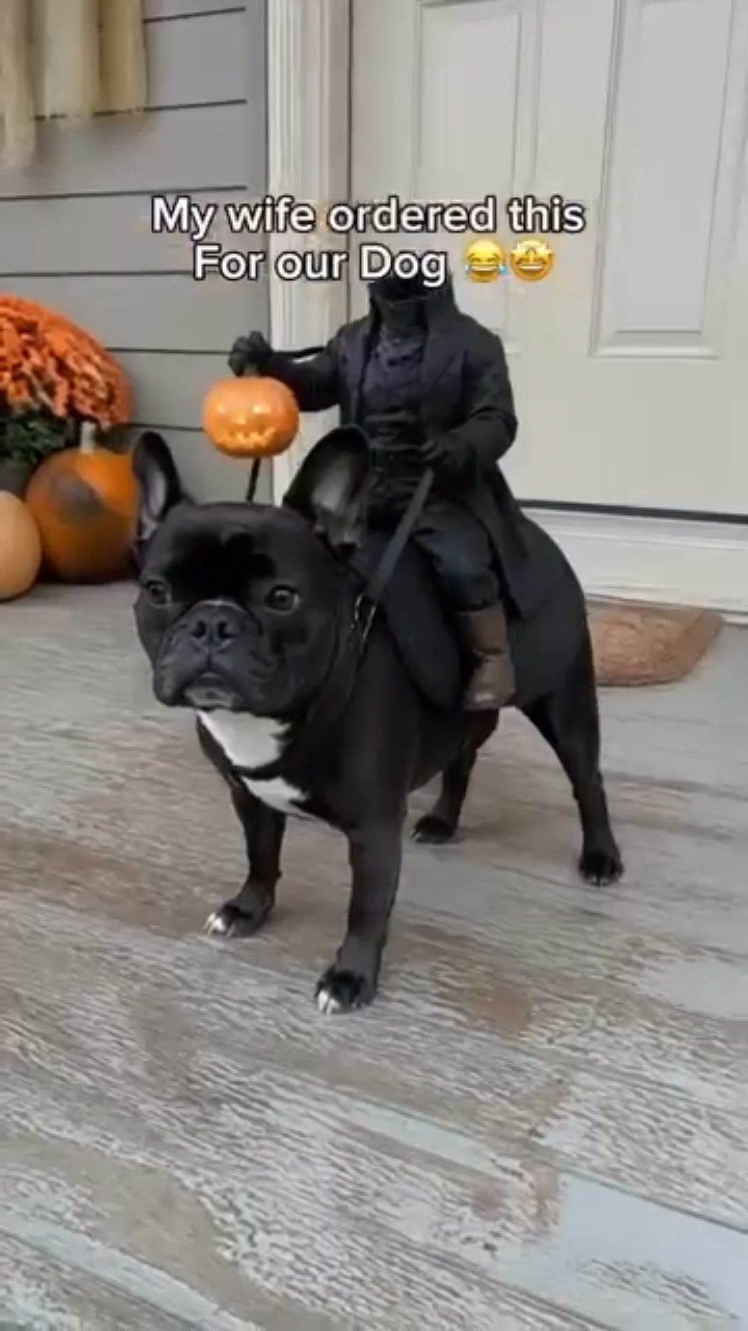 The Headless Horseman Rider Pet Costume