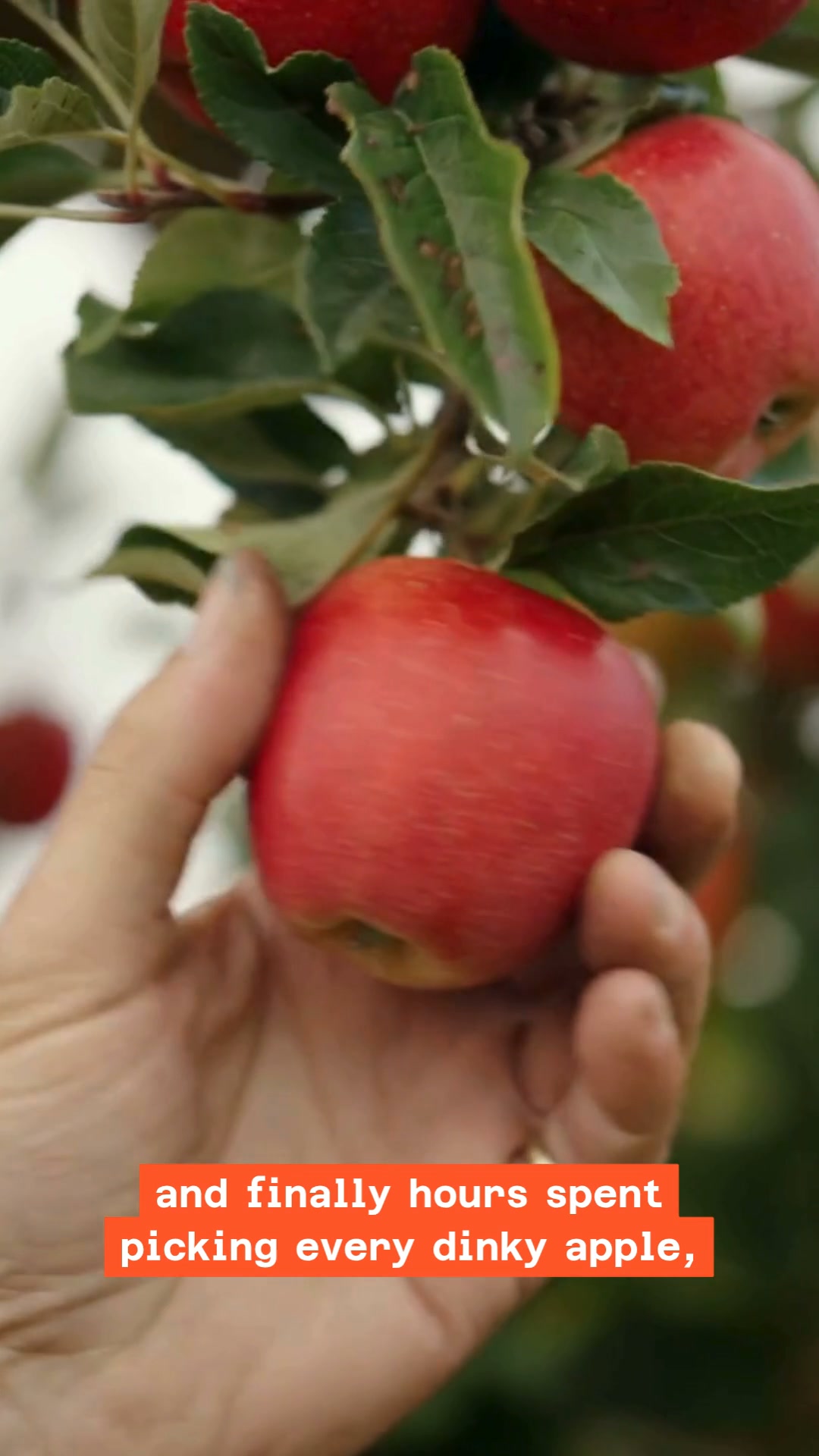 Farm-fresh fruit & veg