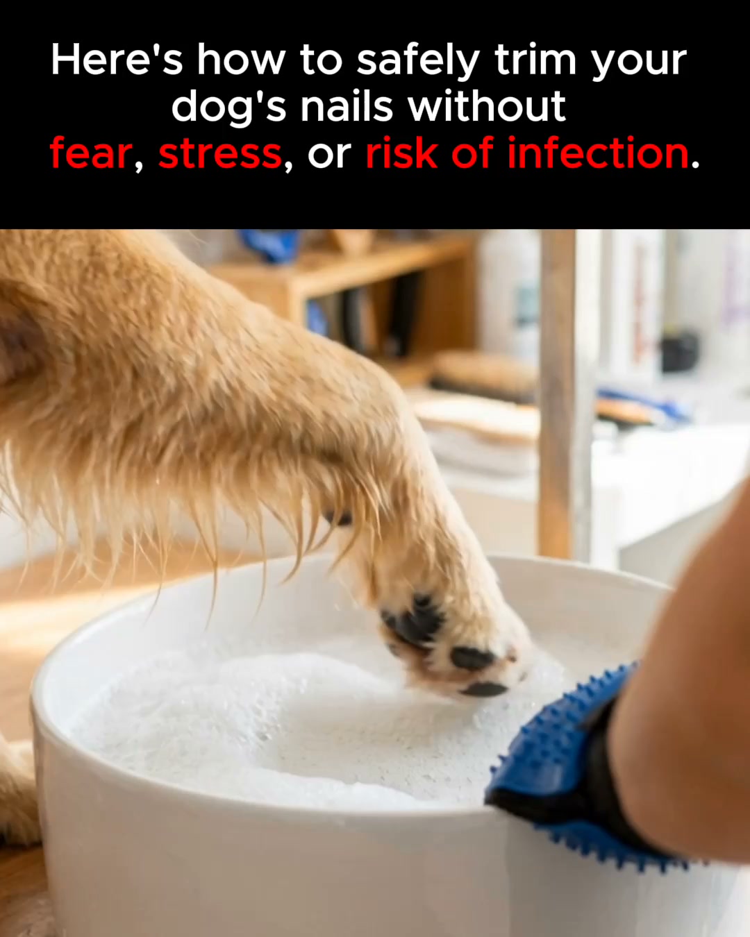 Stress-Free Nail Grooming for Your Dog!