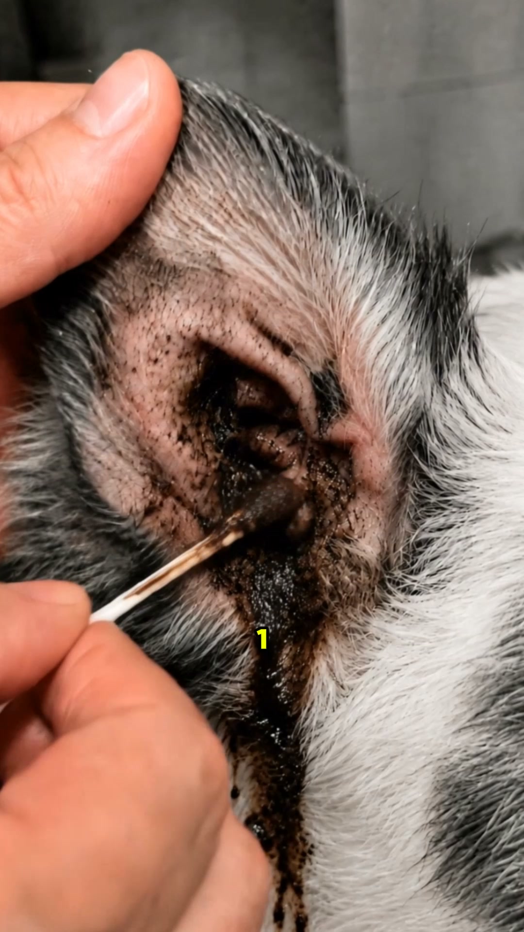 The Fastest Relief for Itchy, Smelly Dog Ears