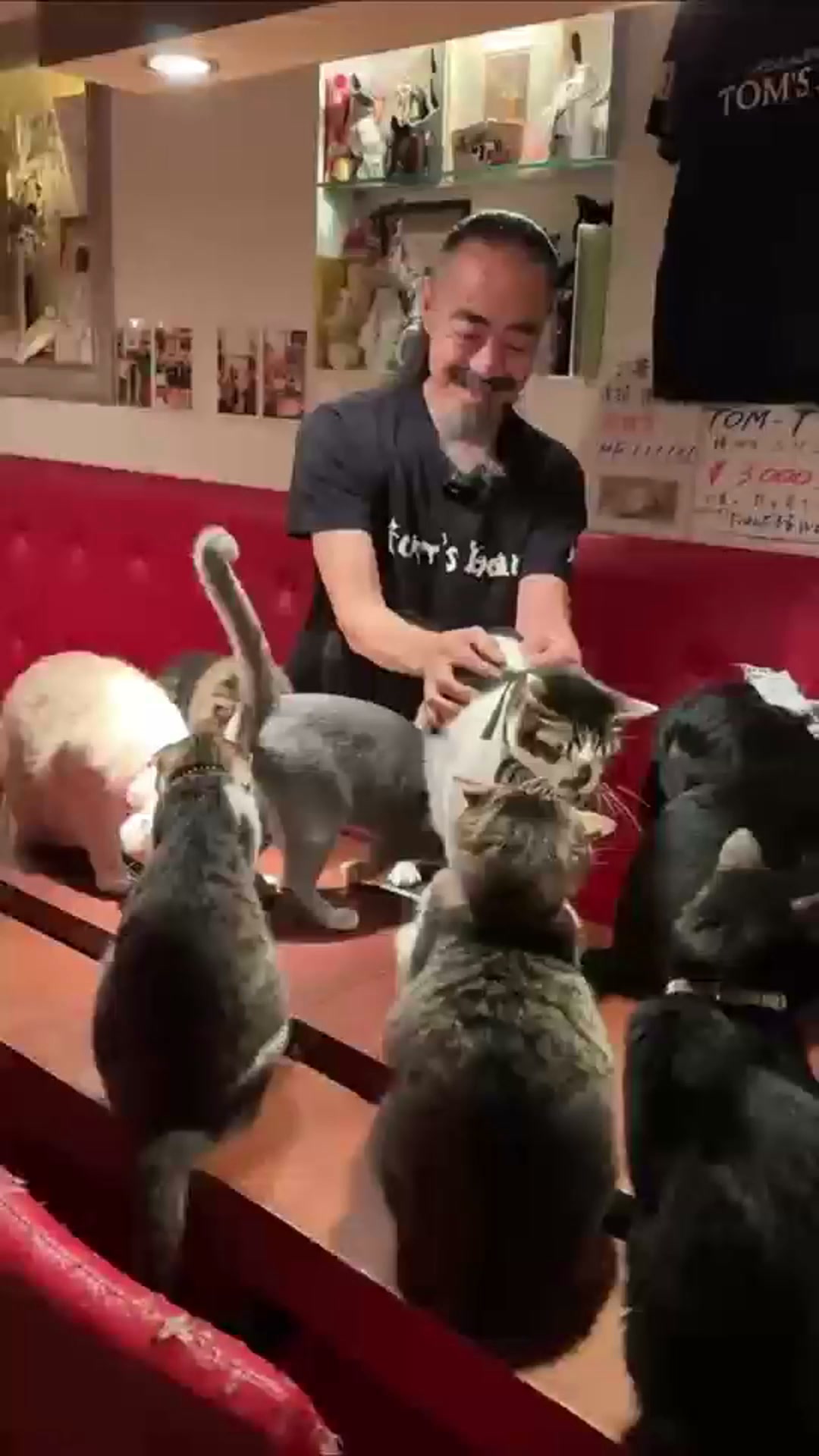 In Japan worden katten 20 jaar. Dit is hun geheim.