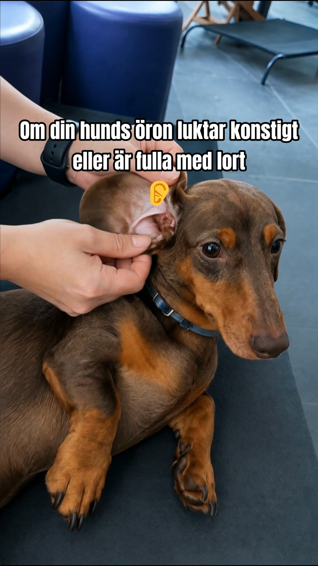 25,000+ hundägare kan inte ha fel