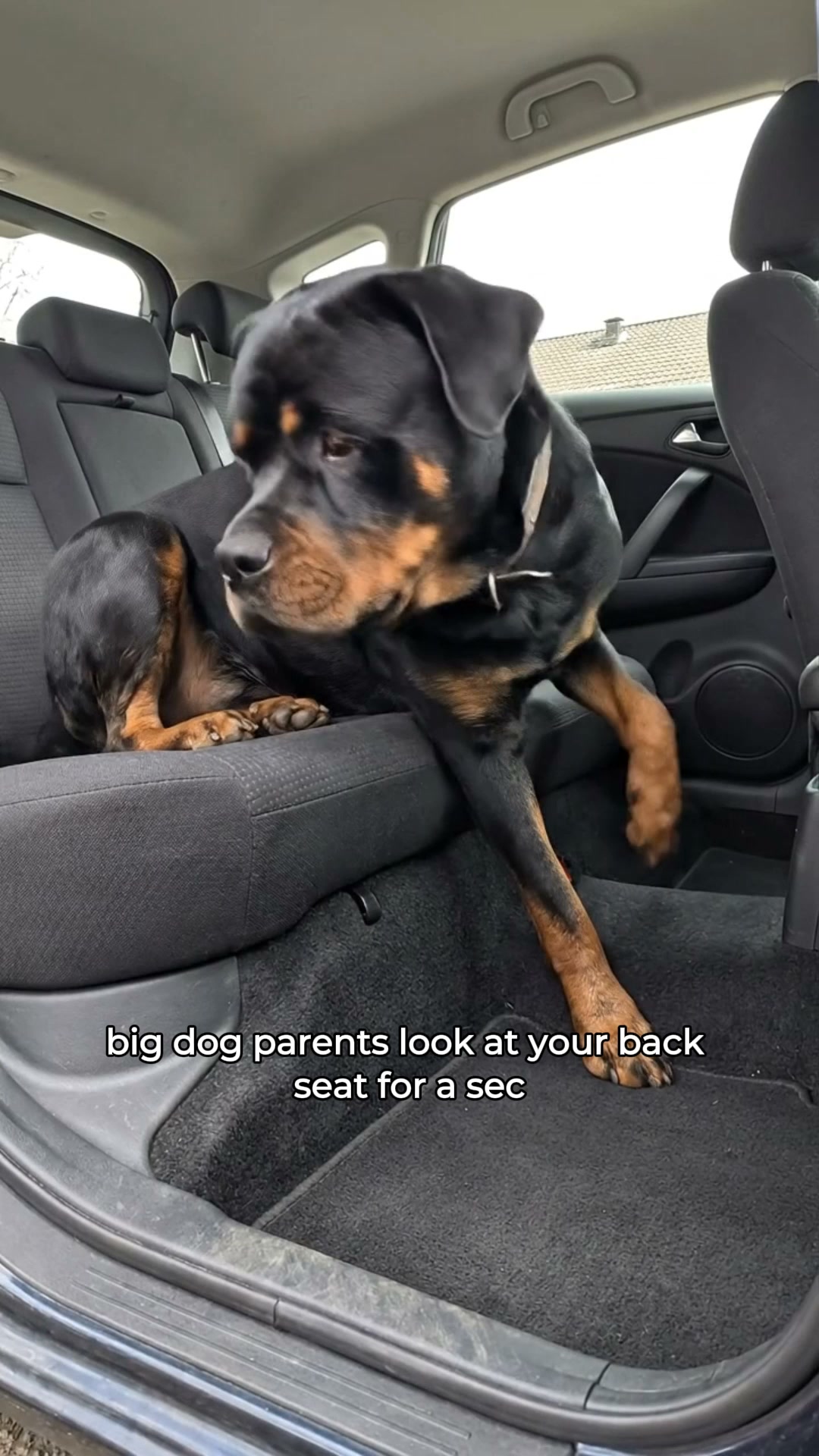 Same Car. More Dog Space.