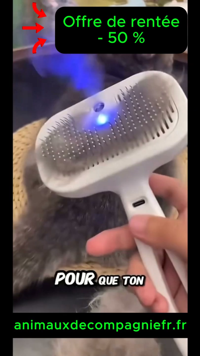 Brosse vapeur pour animaux – 3-en-1