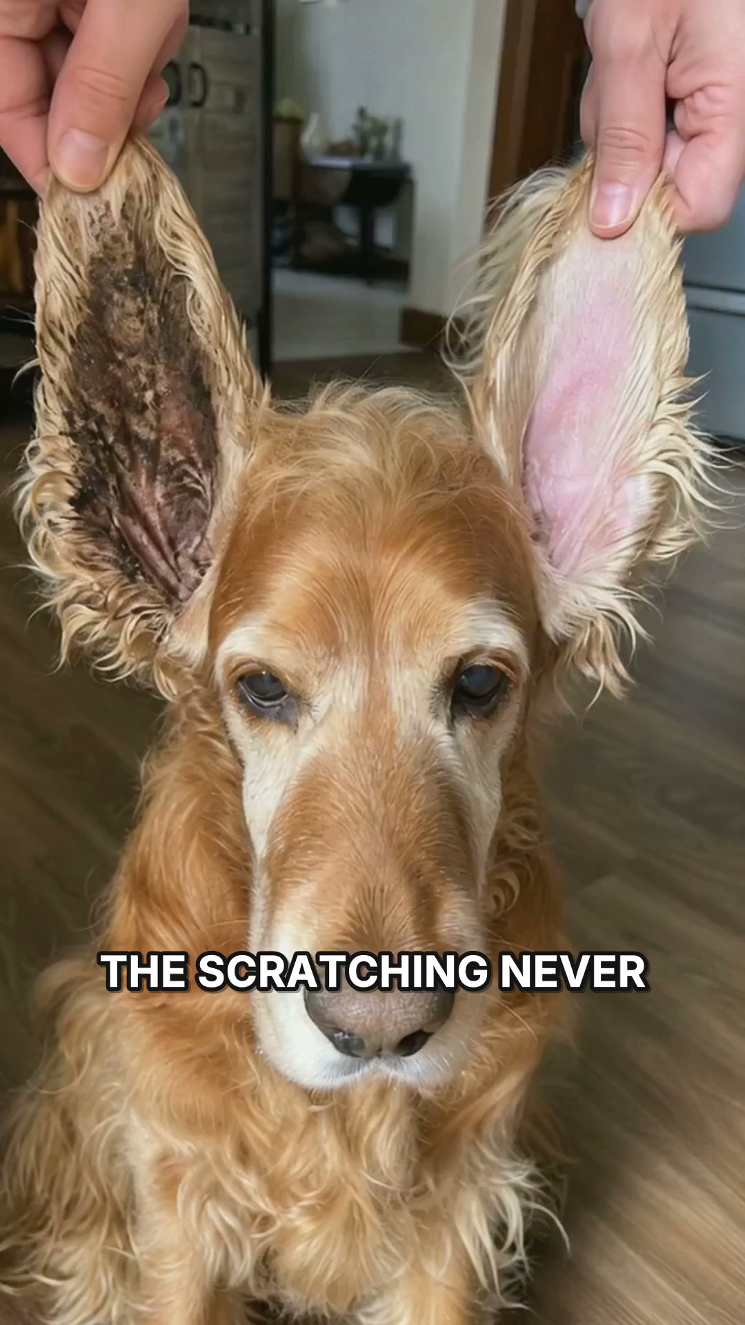 No More Tricks, Just A Treat For His Ears