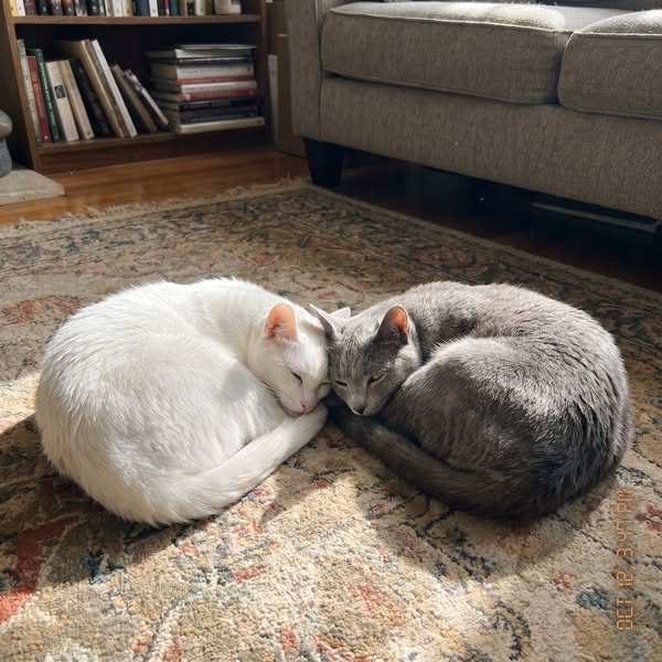 Same litter. One lived, one didn't.