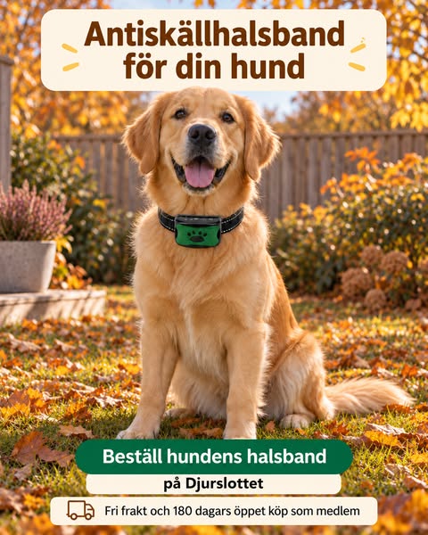 Beställ ett grönt antiskällhalsband