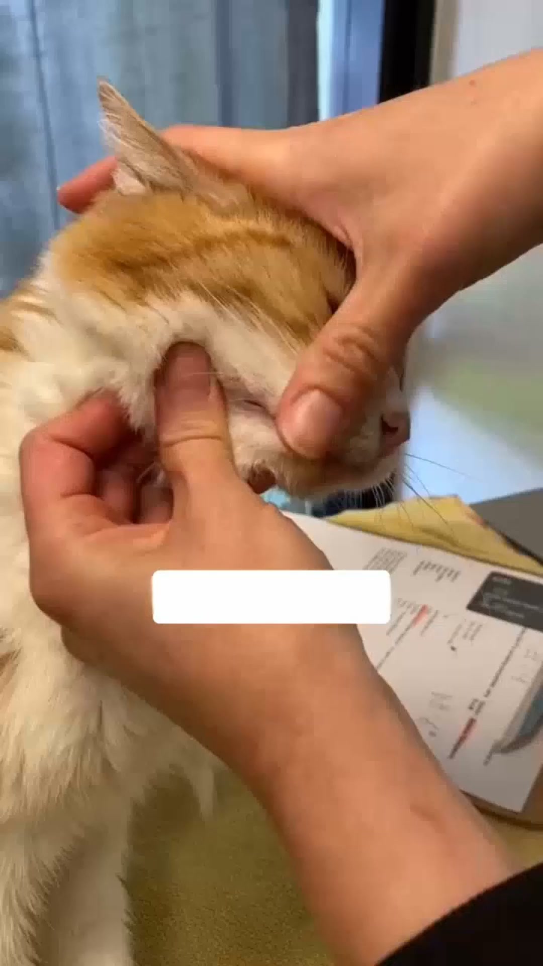 En gladare katt väntar