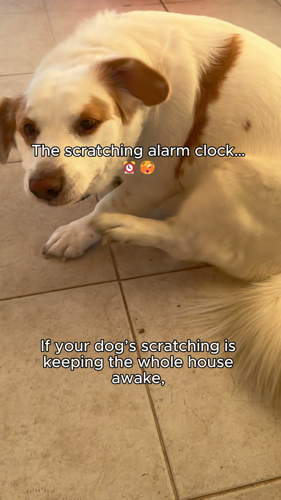 Bonza Block Dog Supplement