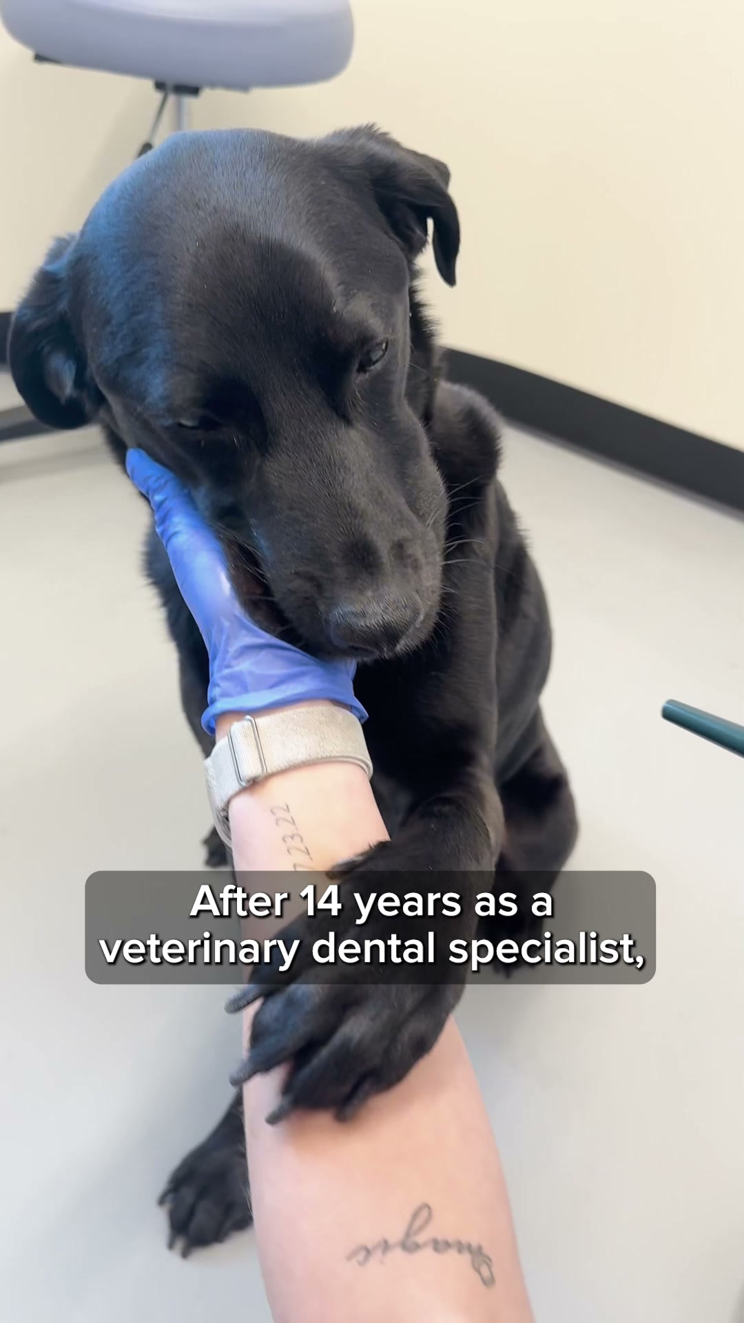 Easiest Routine for Cleaner Dog Teeth