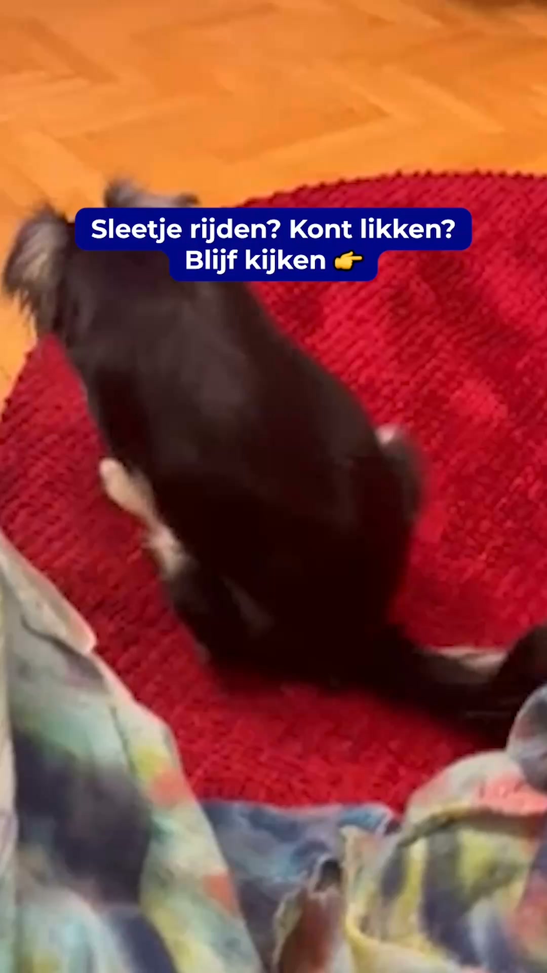 Blijft je hond sleetje rijden? Kijk dit even