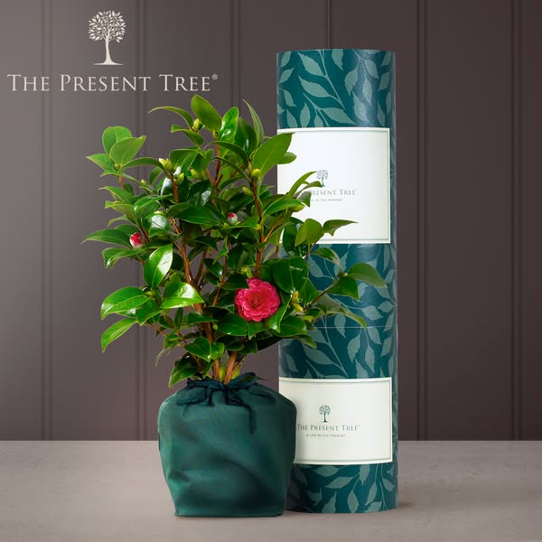 Beautifully Wrapped Tree Gifts