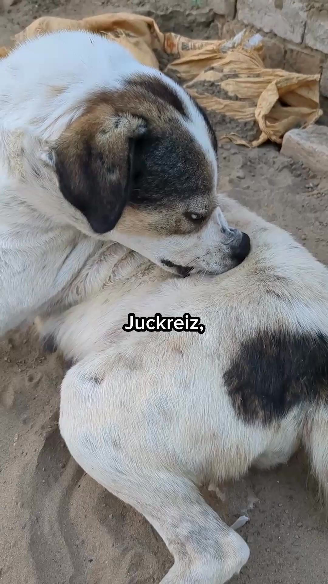 Mit Tierärzten sorgfältig entwickelt!