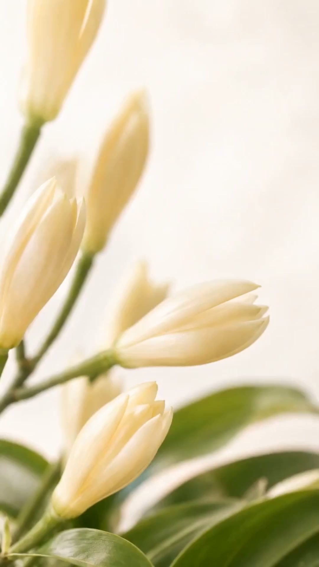 白蘭花香水White Orchid 限時免運費‼