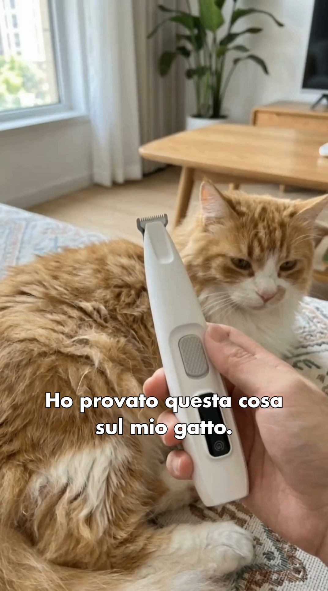 Guarda cosa succede | Toelettatura facile per gatti
