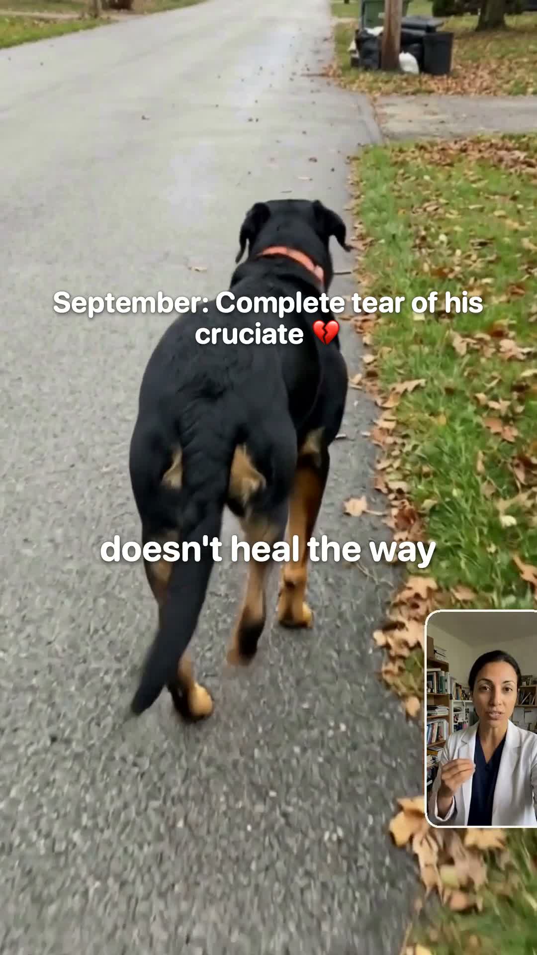 A Vet Explains Why Rest Alone Doesn't Heal A Torn Cruciate