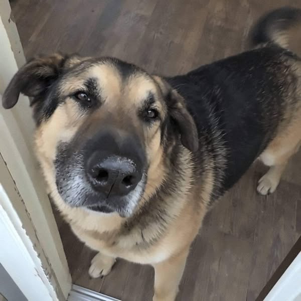 Big dog owners, read this