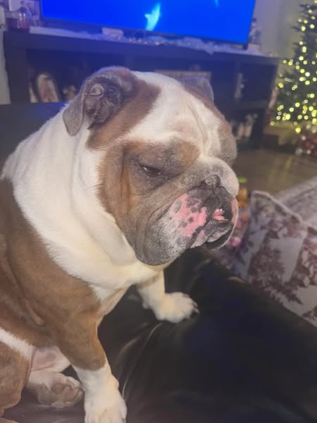 Éliminez les démangeaisons de votre chien à la source