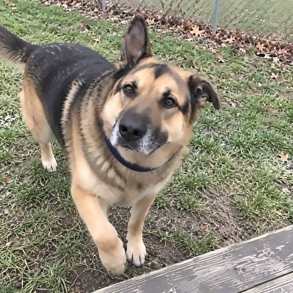 My son came for my dog
