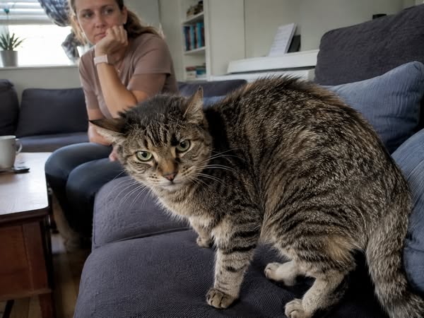 If you have cats, read this
