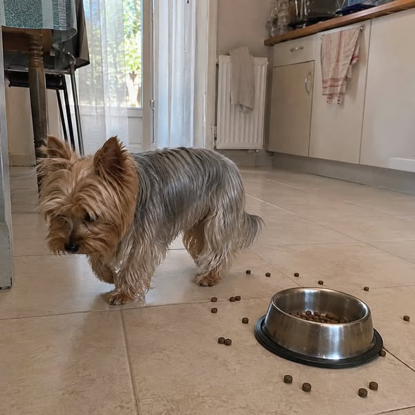 Il mio cane non finiva più la ciotola. Non erano le crocchette.