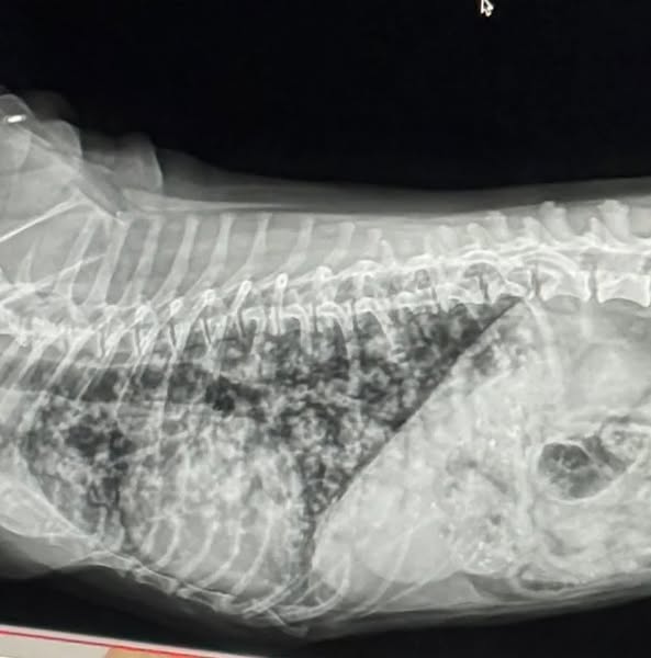 If Your Dog Has Been Diagnosed READ This