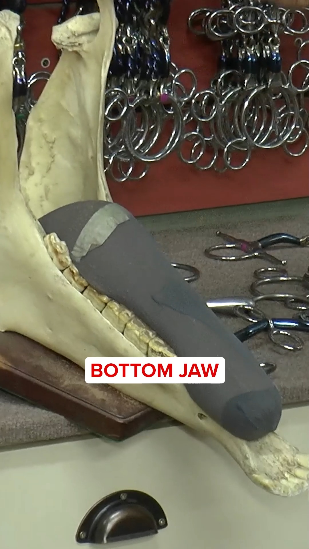 Want More Bitting Lessons Like This?