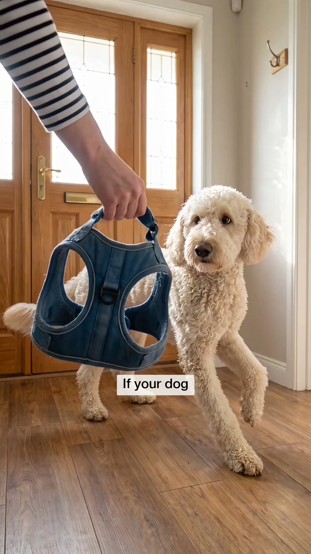 FREE LEASH TODAY