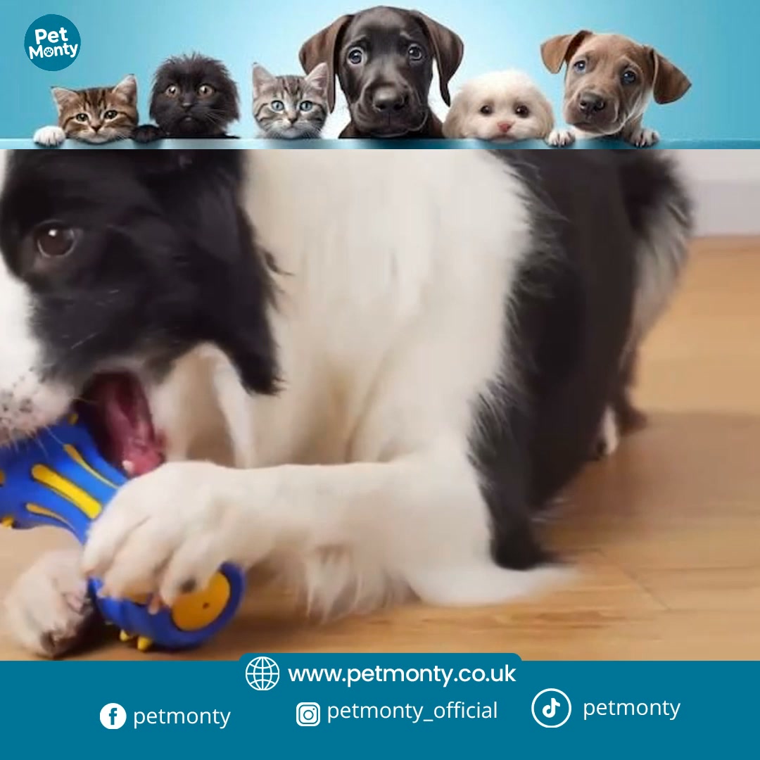 Pet Monty