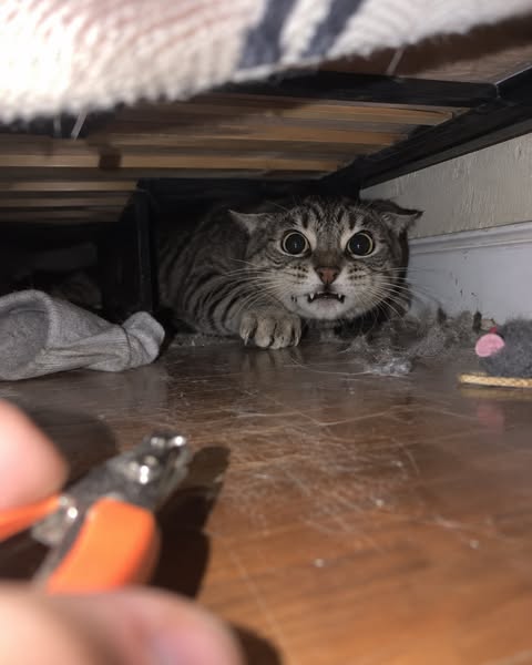 I Spent $665 Trying to Fix My Cat’s Claws