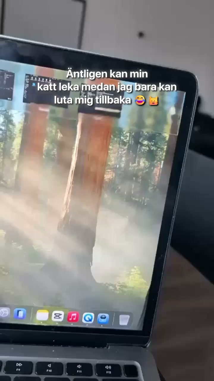 #1 Kattleksak