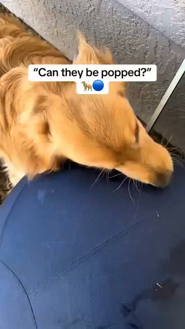 Thousands of destructive dogs. Zero pops.